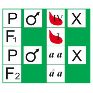 Модель-аппликация "Генетика групп крови" (раздаточный материал 15 комплектов по 24 карты)