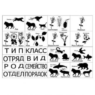 Модель-аппликация "Классификация растений и животных"